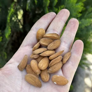 مغز بادام ایرانی خام (صادراتی)